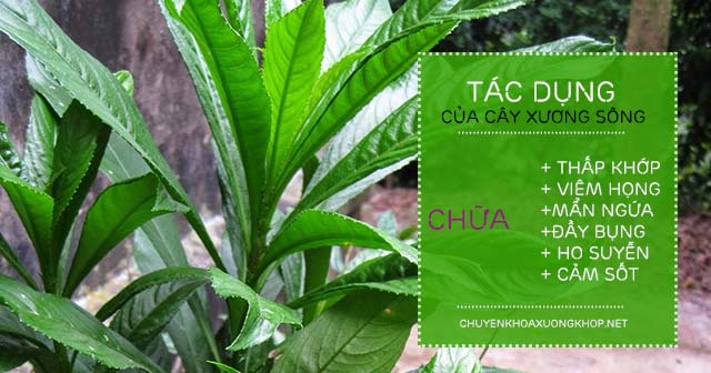 Tác dụng của cây Xương Sông chữa thấp khớp