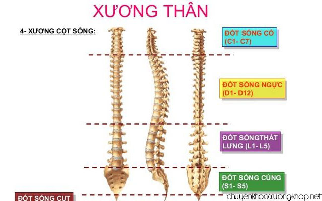 Cấu tạo của cột sống