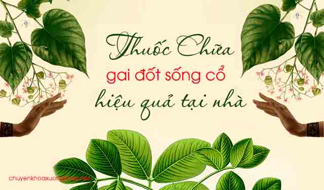 Bài thuốc chữa gai đốt sống cổ 