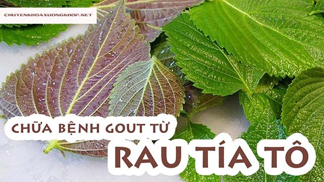 Chữa bệnh gút bằng lá tía tô - mẹo hay dân gian Chữa bệnh gút bằng lá tía tô