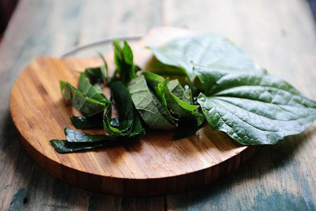 lá lốt chữa bệnh gout lá lốt chữa bệnh gout