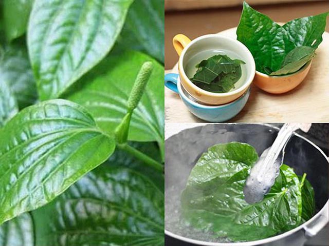 lá lốt chữa bệnh gout lá lốt chữa bệnh gout