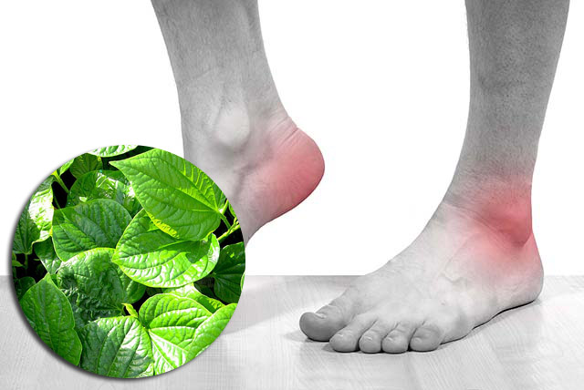 Lá lốt chữa bệnh Gout Lá lốt chữa bệnh Gout