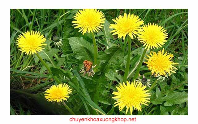 Bồ công anh chữa viêm khớp tại nhà Bồ công anh chữa viêm khớp tại nhà