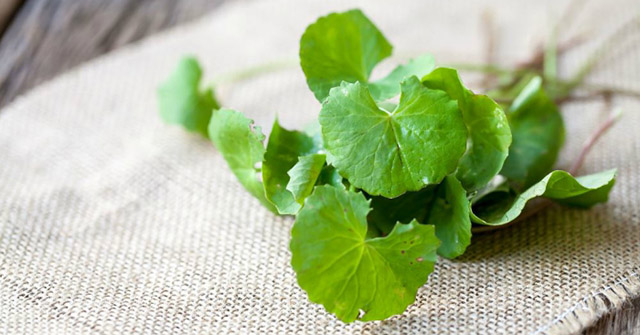 Thuốc nam chữa đau thần kinh tọa Thuốc nam chữa đau thần kinh tọa