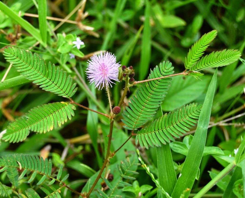 dung-ngai-cuu-chua-thoai-hoa-dot-song-co-dung-cach5