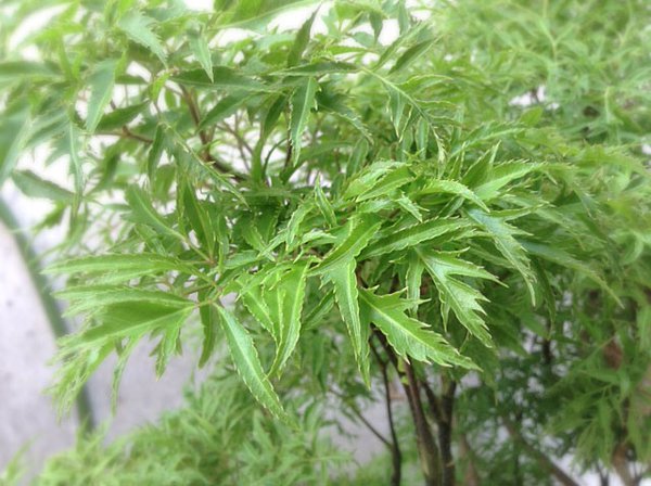 Đinh lăng có thể dùng làm dược liệu giảm đau Đinh lăng có thể dùng làm dược liệu giảm đau