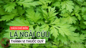Bật mí 5 cây thuốc chữa đau khớp gối bằng thảo dược dễ kiếm