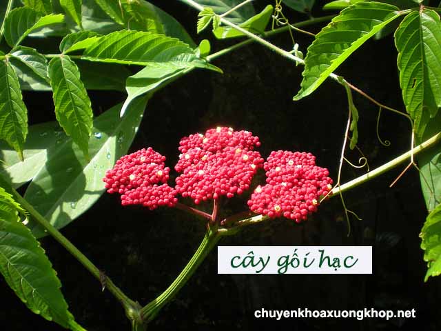 Cây gối hạc chữa đau đầu gối ở người già