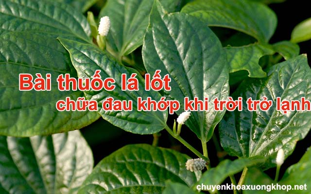 Lá lốt chữa bệnh khớp