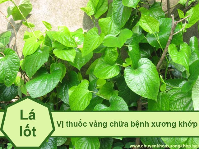 Lá lốt chữa bệnh xương khớp