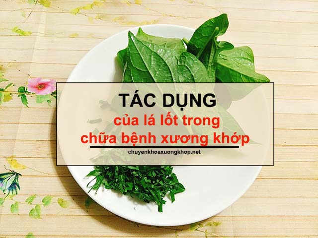 Tác dụng của lá lốt trong chữa bệnh xương khớp 