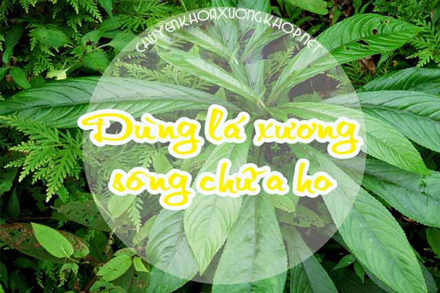 Dùng lá Xương Sông chữa ho