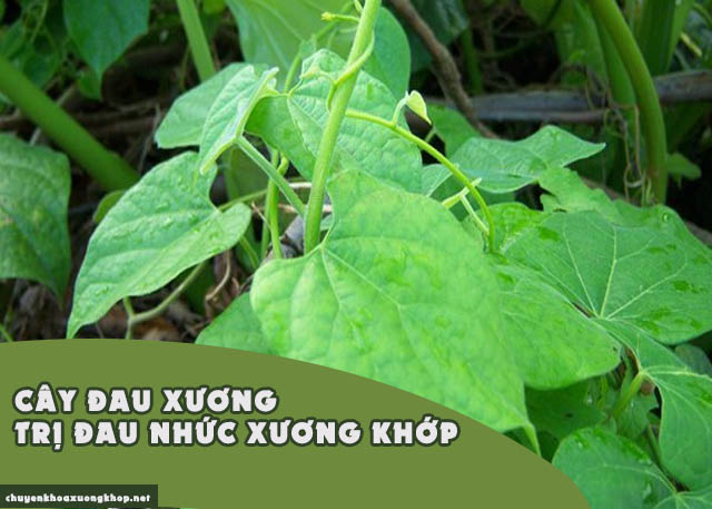 thảo dược trị đau nhức xương khớp