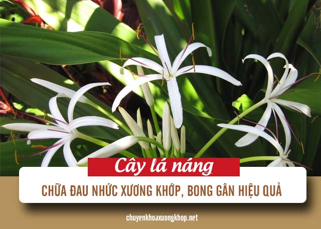 Cây lá nán chữa xương khớp